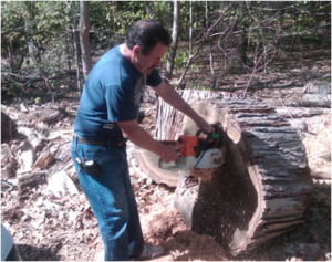 man working on tree service