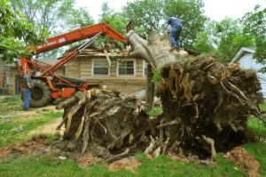 tree being uprooted