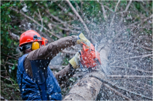 man performing tree cutting services