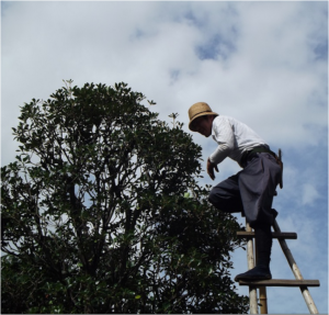 man on ladder trimming tree