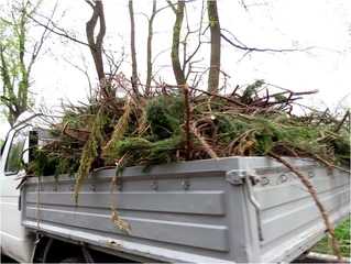 Brush being cleared from a property in Rockaway, NJ