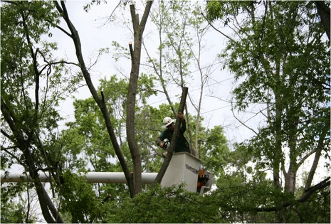 Expert tree service team removing a tree in Morris County, NJ
