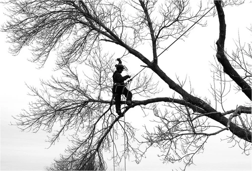 Rockaway NJ Tree Service crew on a job in Rockaway, New Jersey