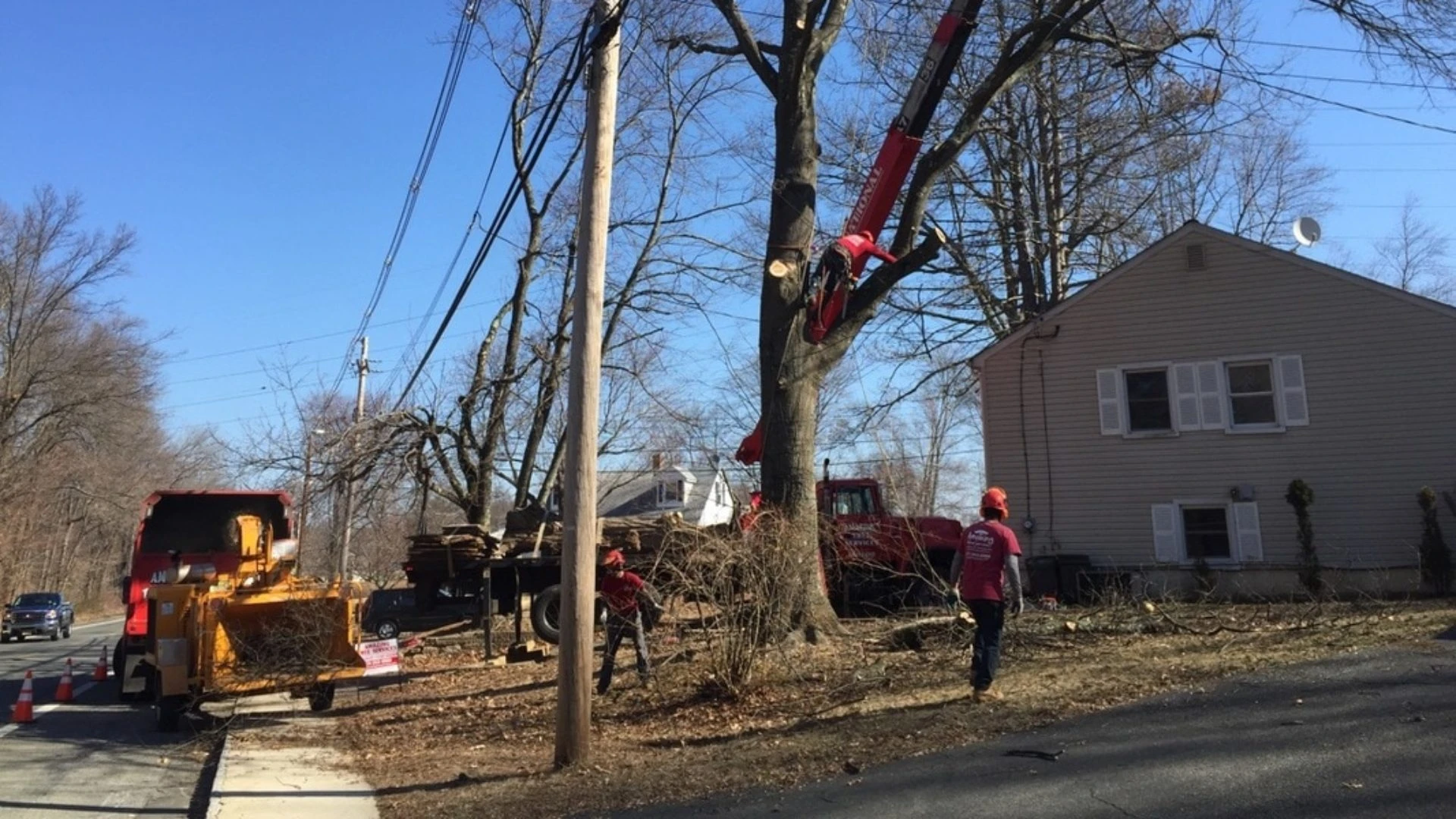 tree cut down and shredded