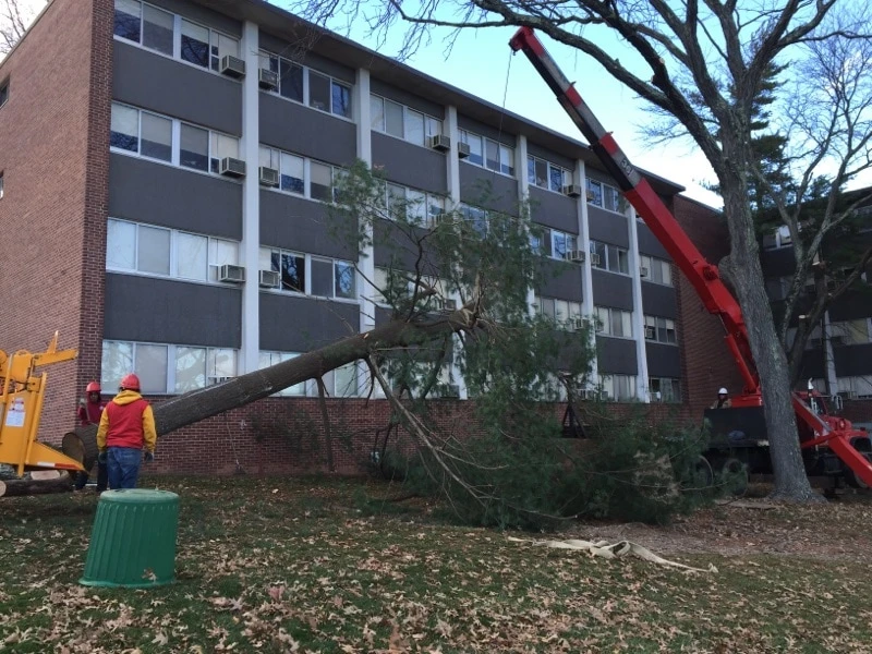 Rockaway tree cutting job in Rockaway, New Jersey
