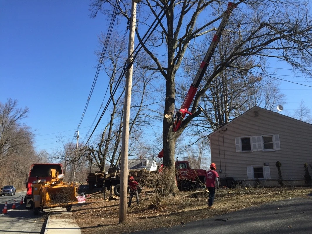 Expert tree cutting on a residential property in Rockaway, NJ