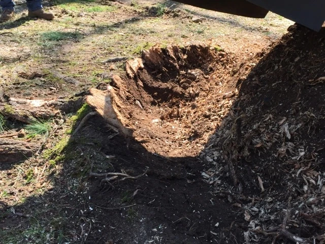 Stump being ground below the surface on a Rockaway property