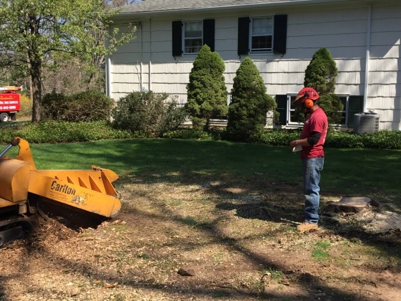 Stump grinding job on a Rockaway, NJ property