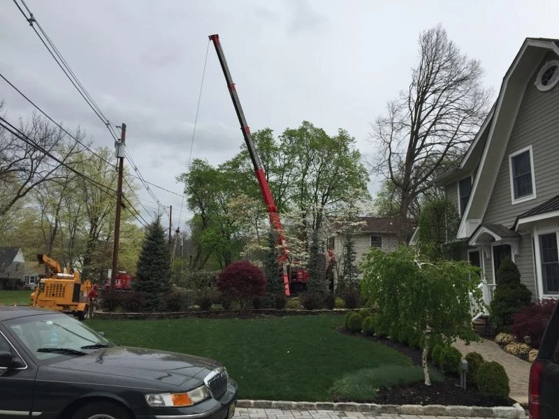 Crew cutting a tree in the Rockaway NJ area