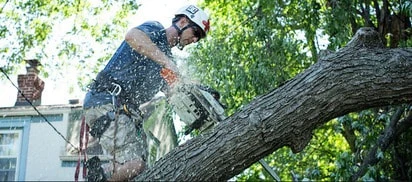 Tree removal by Rockaway NJ Tree Service