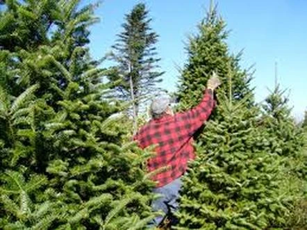 Rockaway NJ Tree Service professionals on the job