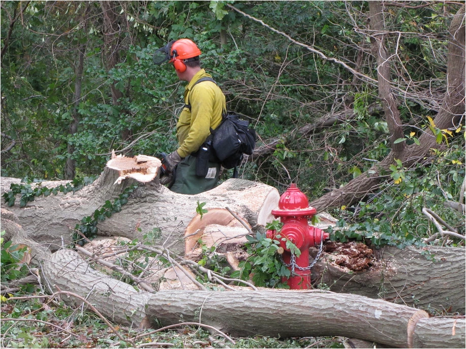 Crew clearing a felled tree during a Rockaway NJ job