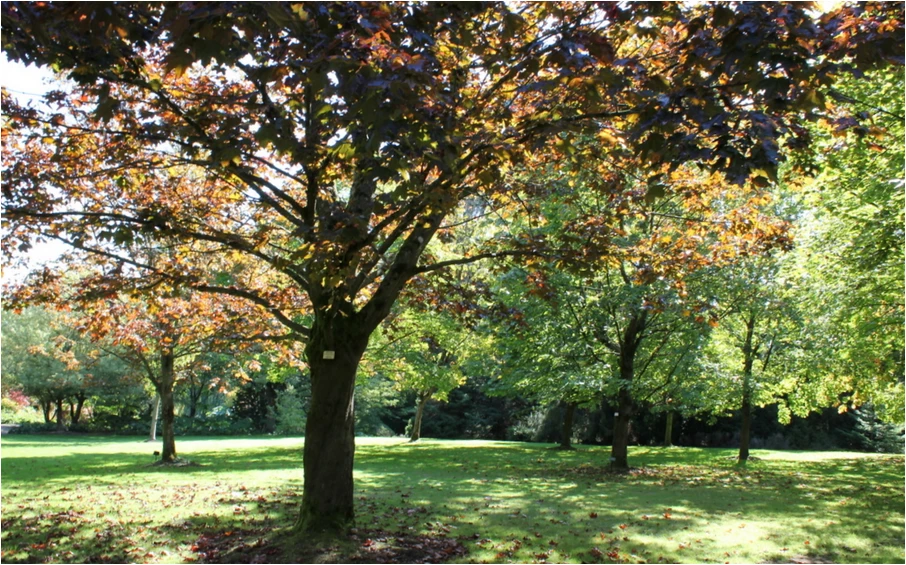 maple tree in rockaway