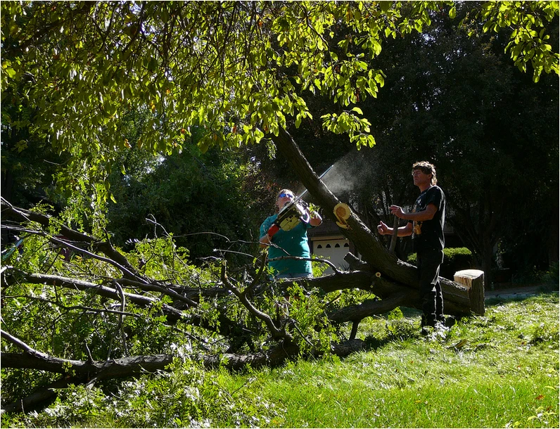 Tree removal on a Rockaway NJ property