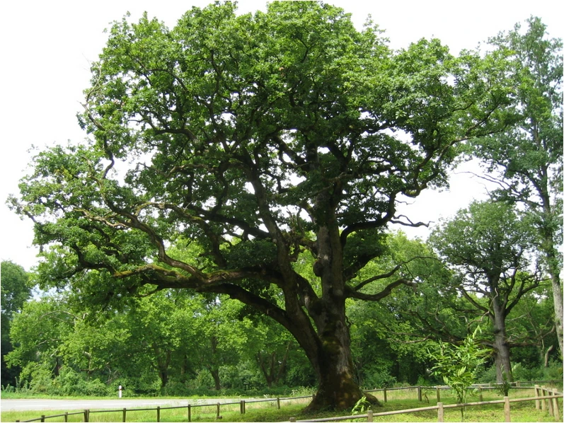 A large tree serviced by the Rockaway NJ Tree Service crew