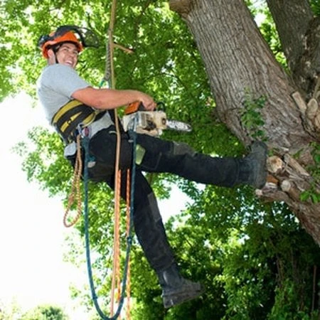 Tree service professional on rope during a Rockaway trimming job