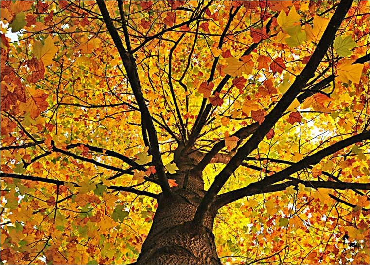 About Our Expert Tree Service