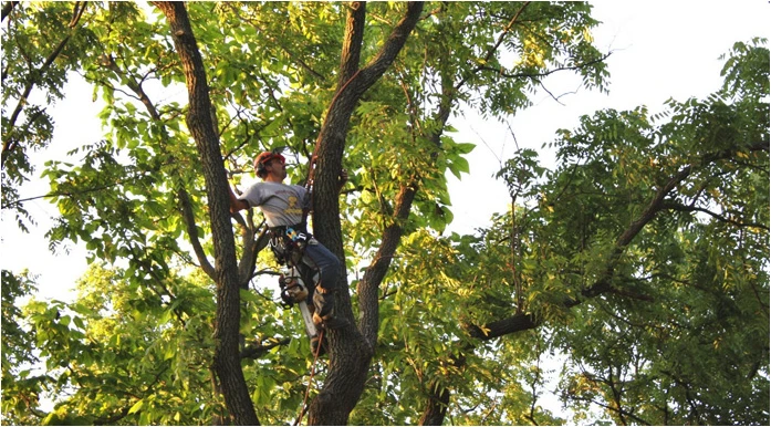 Tree trimmer working up in a tree in Rockaway NJ
