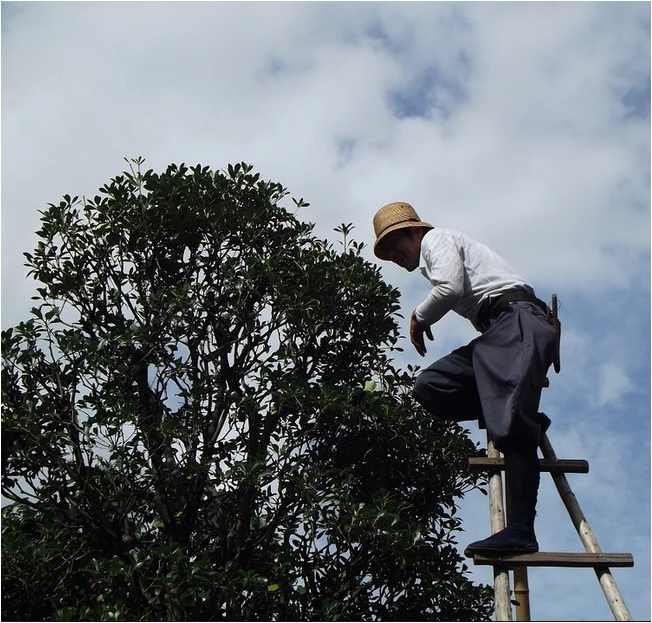 Climber trimming near the top of a tree in Rockaway