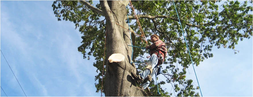 Tree trimming work in Rockaway, New Jersey