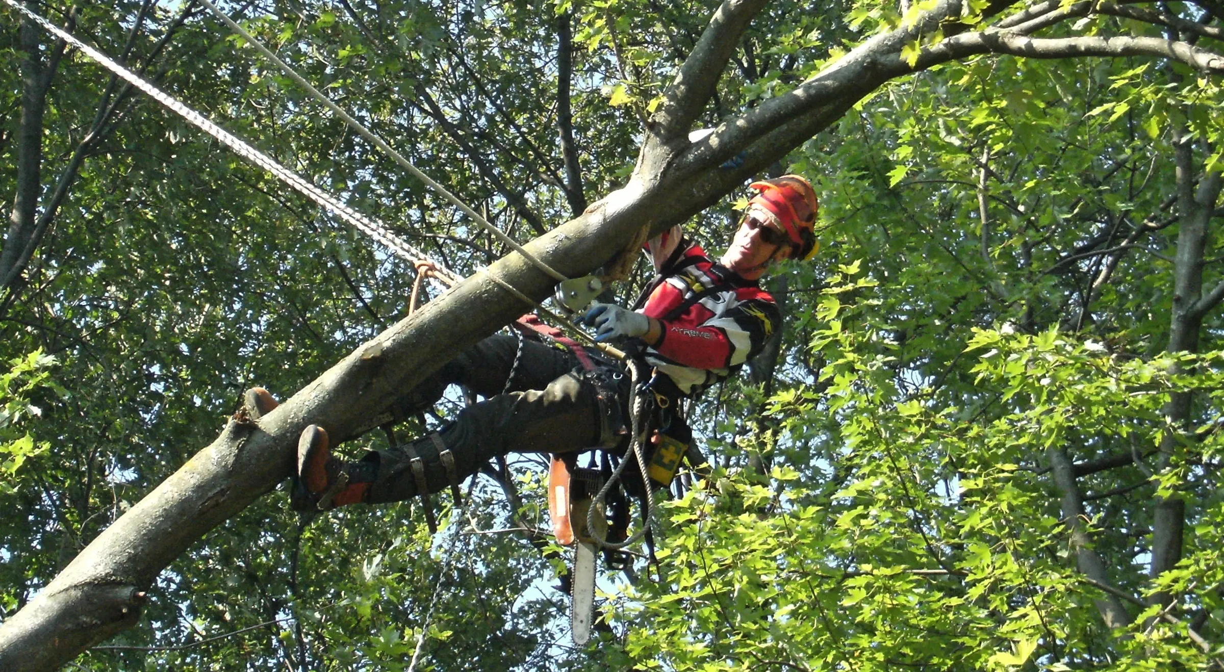 Rockaway NJ Tree Service