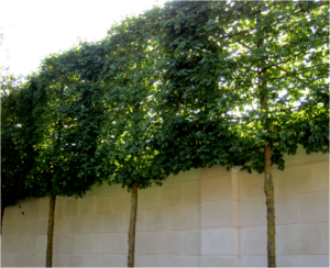 freshly pruned trees